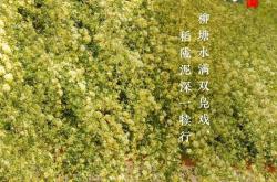 世界杯网投平台 -穀(gǔ)雨，春天以此回眸